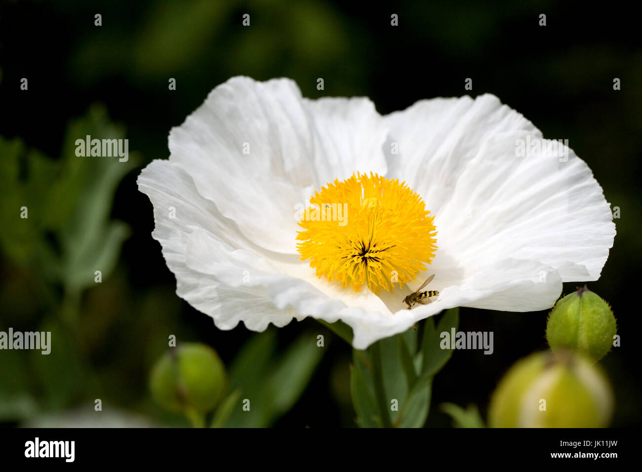 Romneya coulteri fleurs. Banque D'Images