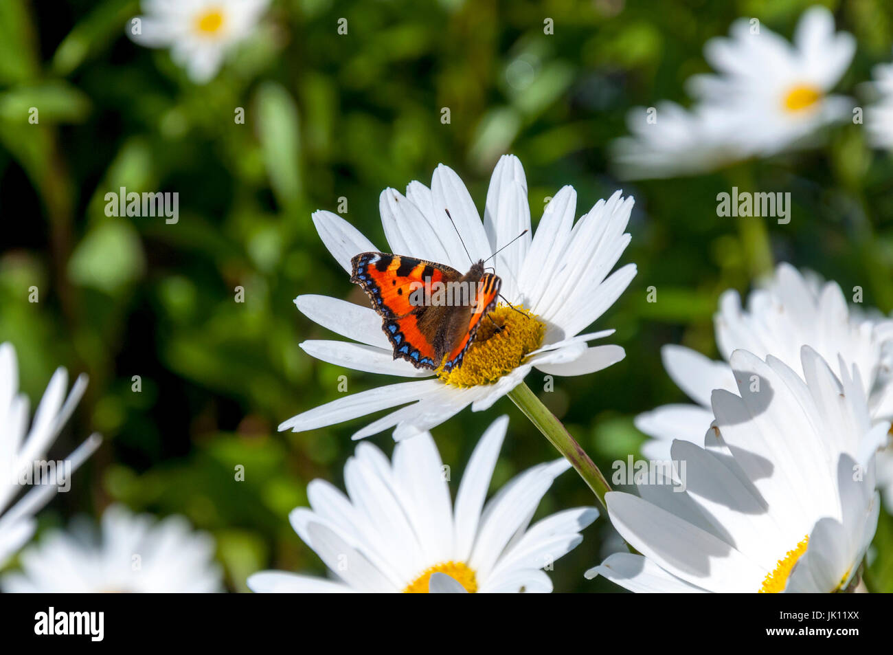 Un petit papillon écaille, Nymphalidae, nom scientifique Aglais urticae amerrit sur une fleur marguerite ginat Banque D'Images