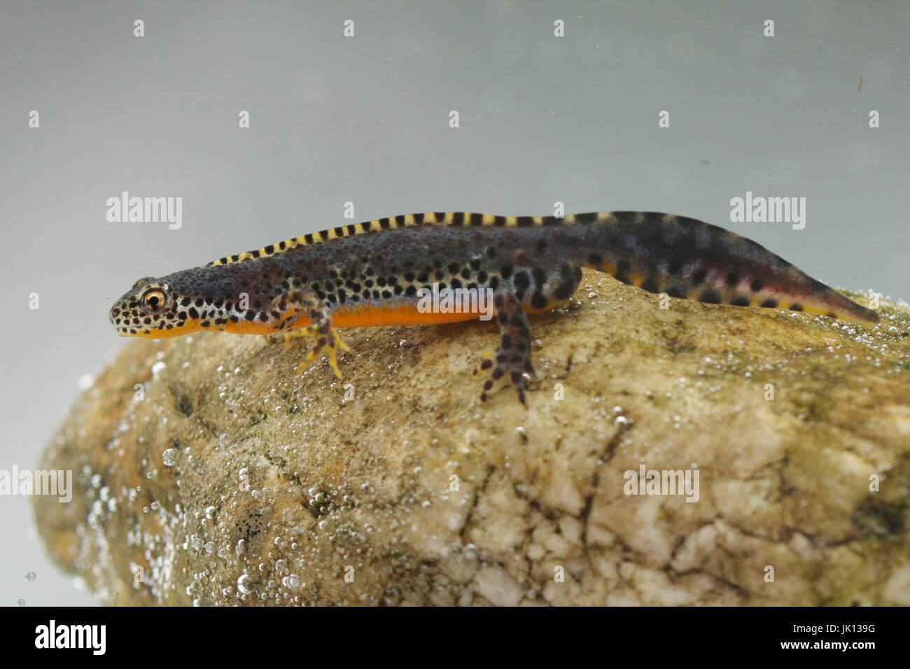 Salamandre étang Triturus vulgaris, Teichmolch (Triturus vulgaris) Banque D'Images