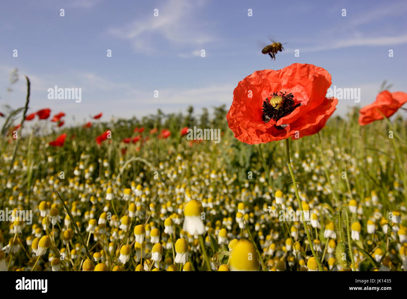 Clap, pavot coquelicot, Papaver rhoeas, Klatschmohn, Roter Mohn Banque D'Images