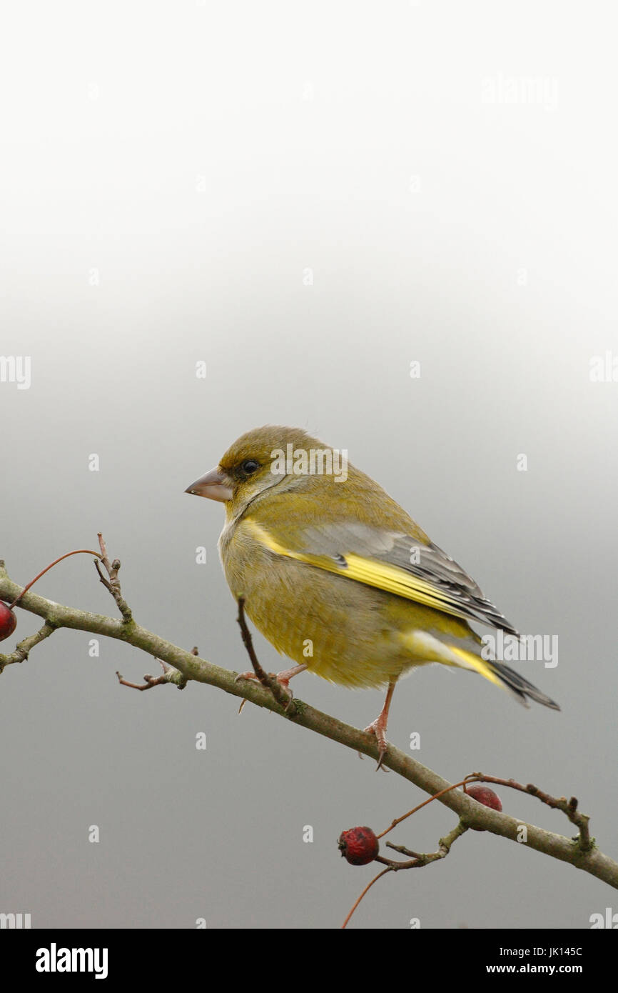 Nom lat. nom dans le bois, nom (lat. nom) im Wald Banque D'Images