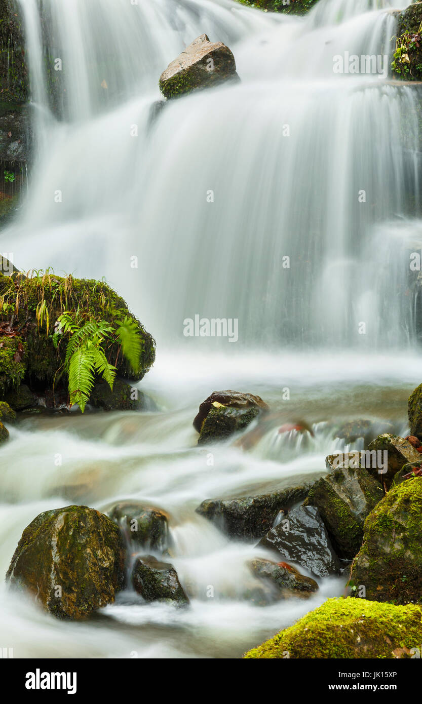 Rigole. Cabuerniga Valley. Cantabria, Espagne. Banque D'Images