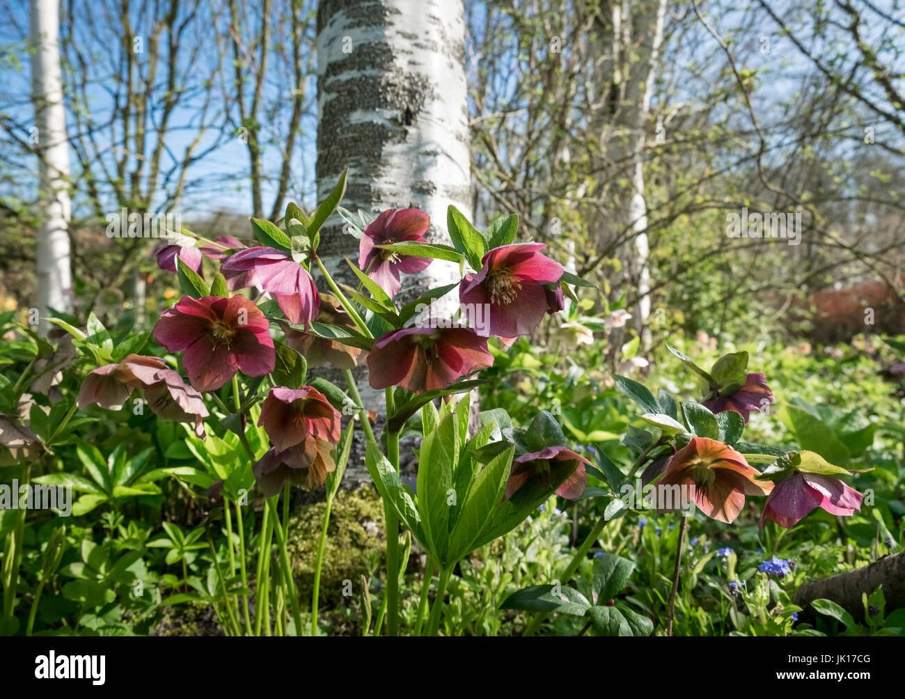 Bois de bouleau argenté avec underplanted rouge de printemps anémones japonaises. Banque D'Images