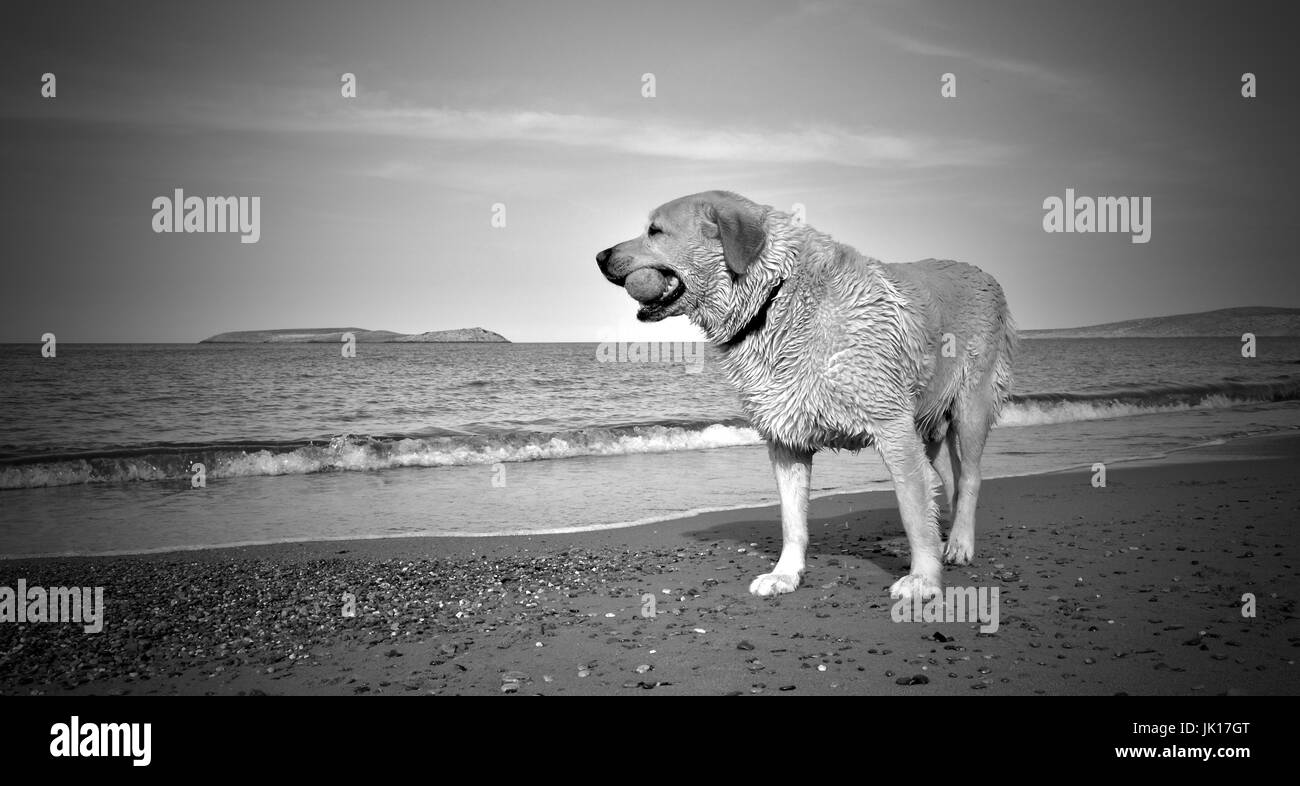Labrador chien jouant sur la plage. Banque D'Images