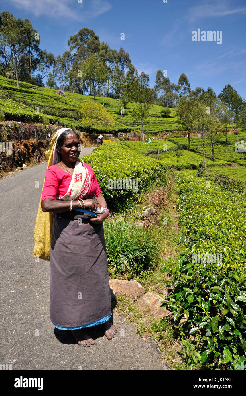 Plateau picker (plucker) sur une plantation de thé au Sri Lanka Banque D'Images