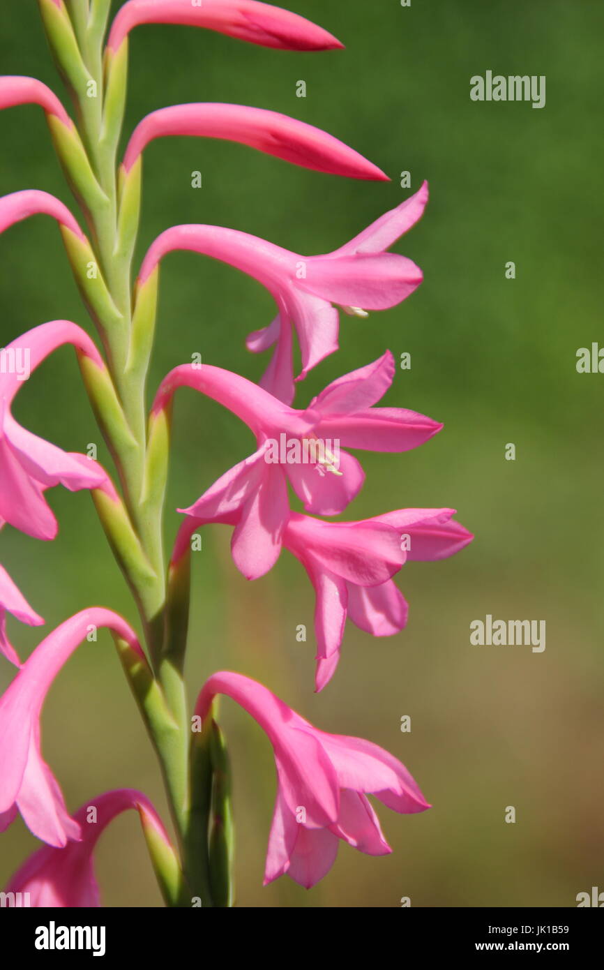 Hybride 'Orquidea Nain Tresco Pink', la floraison dans un jardin anglais border en été Banque D'Images