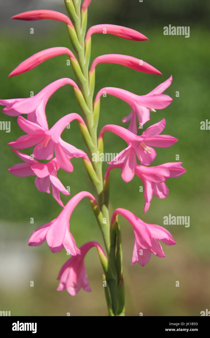 Hybride 'Orquidea Nain Tresco Pink', la floraison dans un jardin anglais border en été Banque D'Images