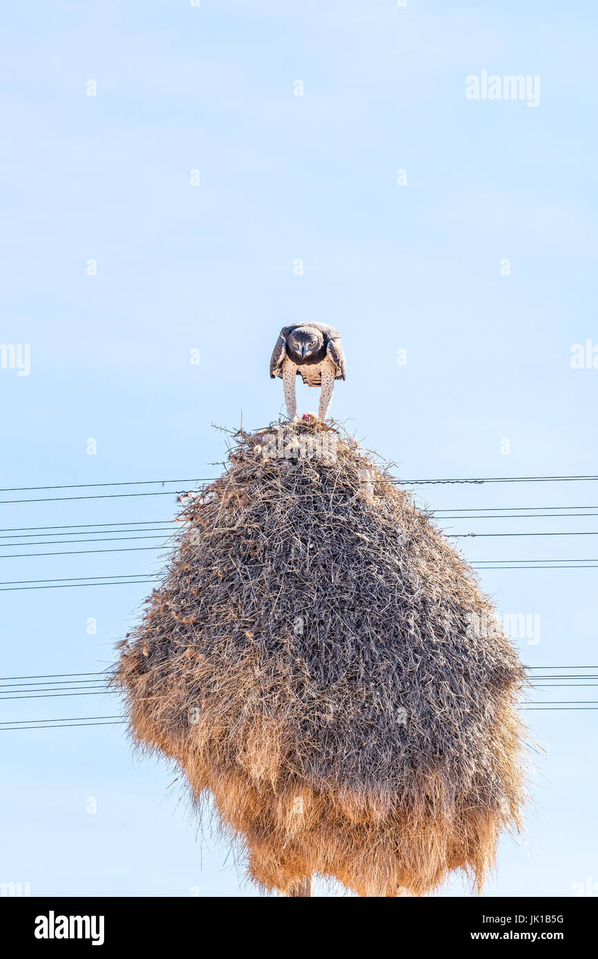 Un aigle martial Polemaetus bellicosus, proie, manger au-dessus d'un nid d'oiseaux communs, construit sur un un pylône de télécommunication près de Groblershoop dans l Banque D'Images
