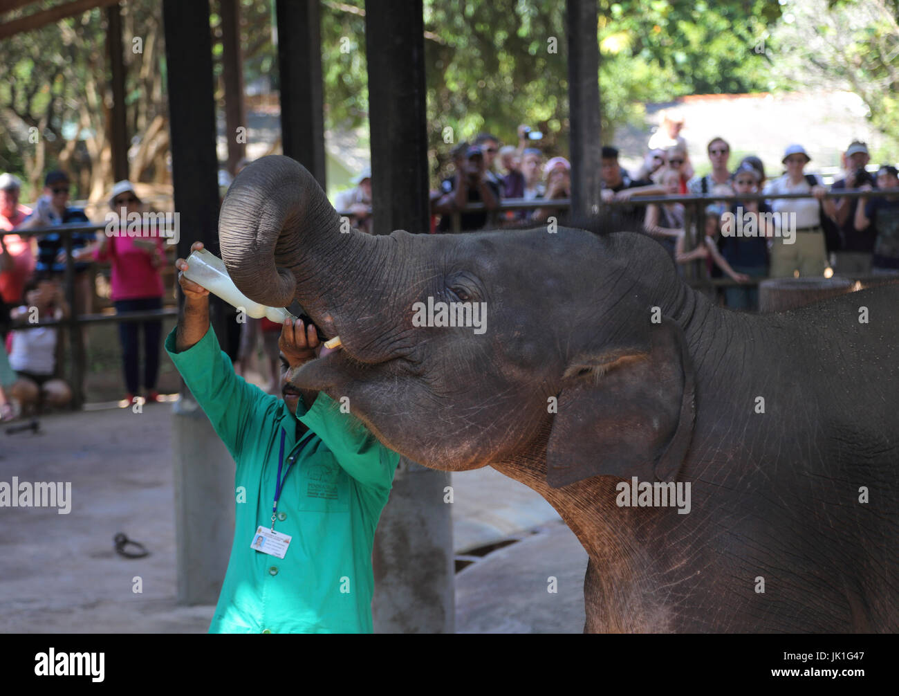 La Province centrale Pinnawala Sri Lanka orphelinat Pinnawala Elephant touristes regardant keepers le biberon de lait pour les éléphants Banque D'Images