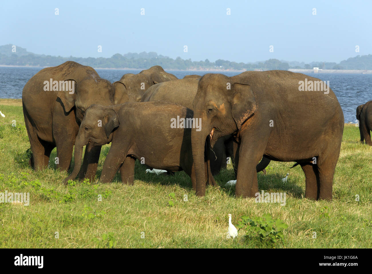 Le Parc National de Minneriya North Central Province Sri Lanka les éléphants d'Asie et de l'aigrette Banque D'Images