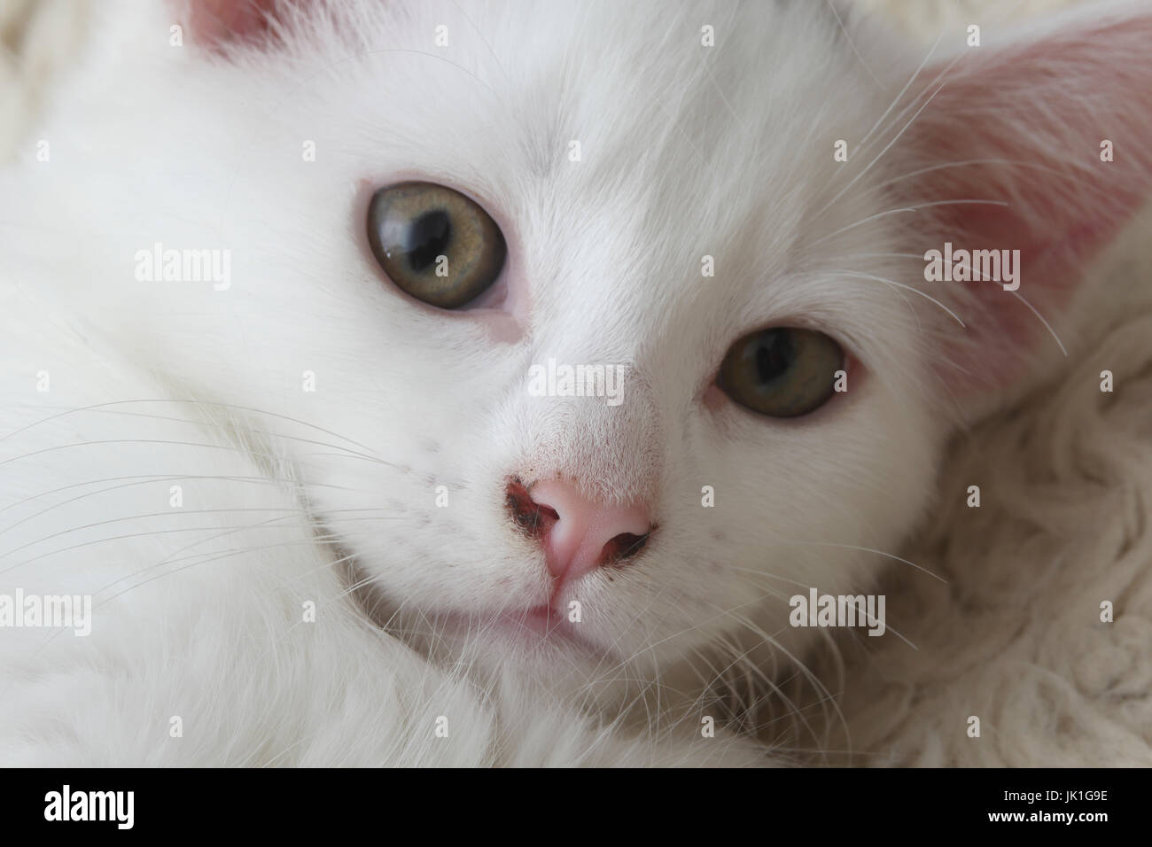 Trois Mois Angora Turc Blanc Avec Croix Chaton Maine Coon Avec Marquages Gris Et Un Nez Sale Surrey England Photo Stock Alamy