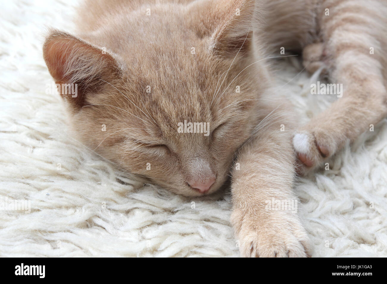 Trois mois light ginger chaton endormi Surrey England Banque D'Images