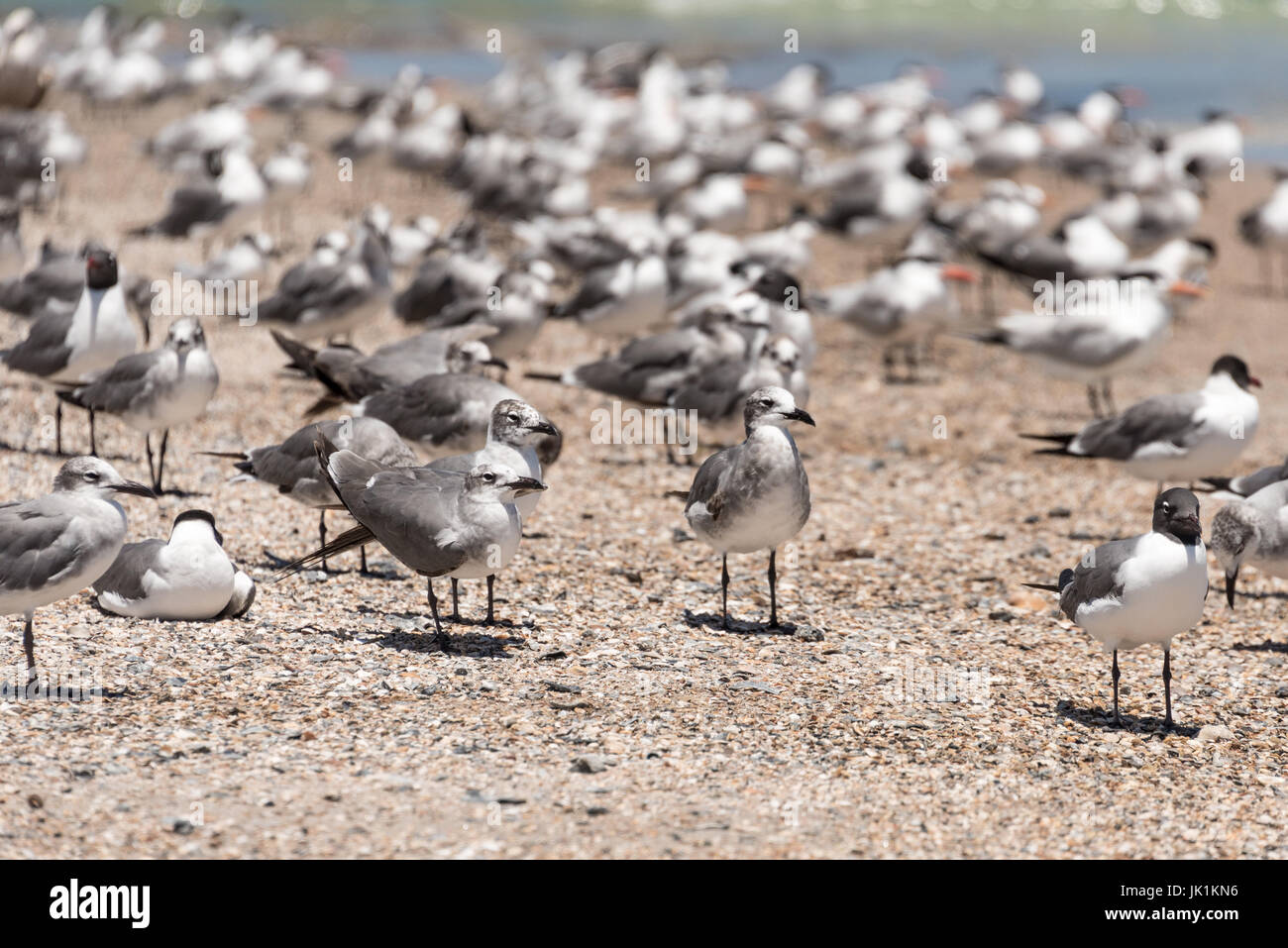 Mouettes sur la plage à Fernandina Beach de Fort Clinch State Park sur Amelia Island dans le nord-est de la Floride. (USA) Banque D'Images