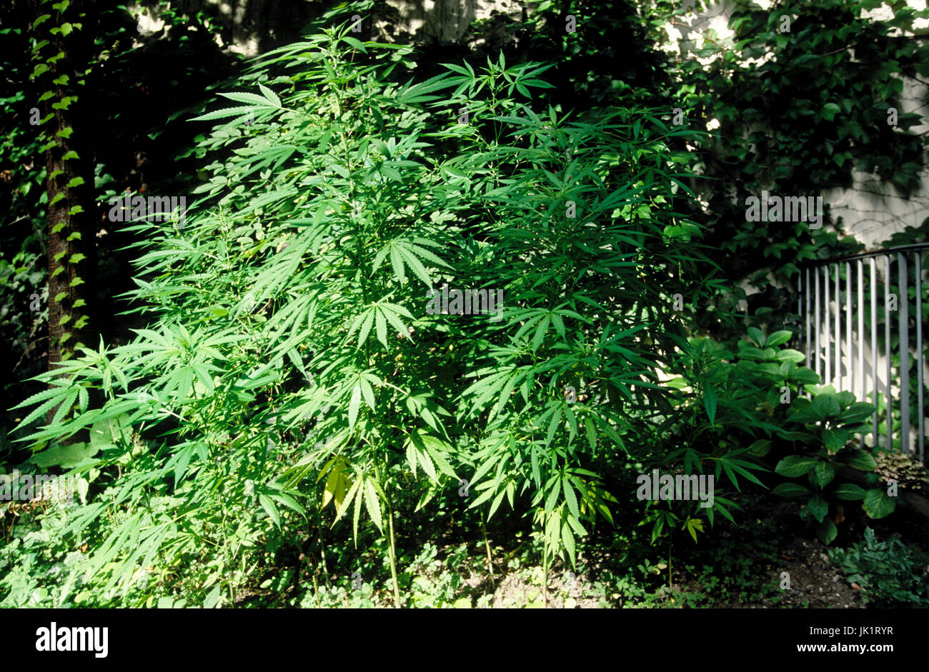 Cannabis-pflanzen im garten Banque D'Images