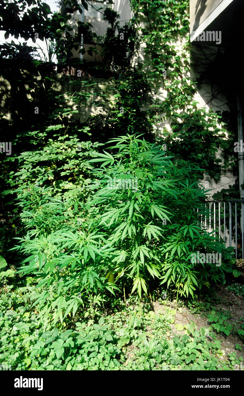 Cannabis-Pflanzen im Garten Banque D'Images