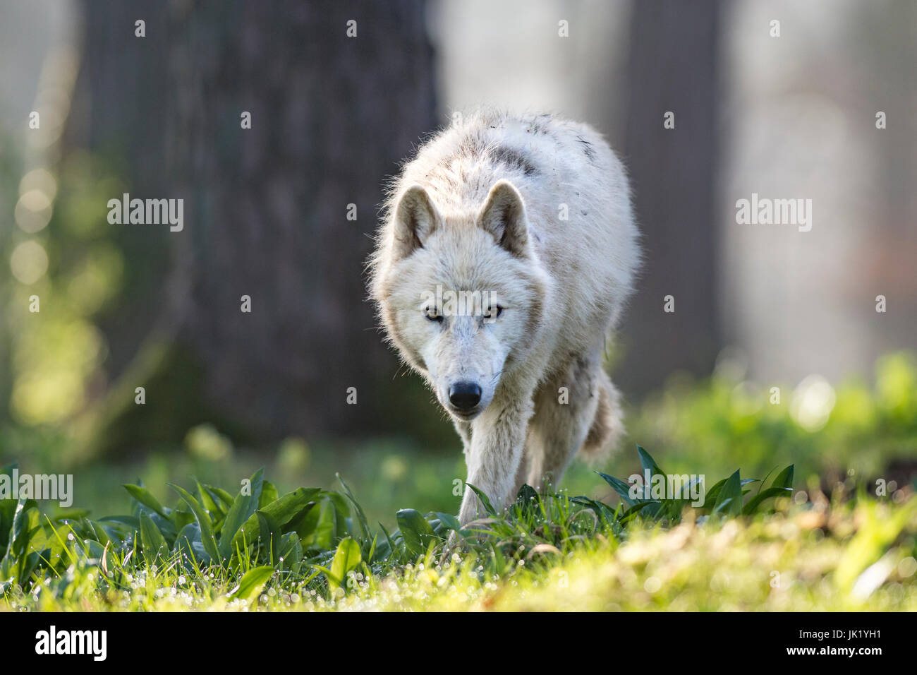 Loup dans la forêt Banque D'Images