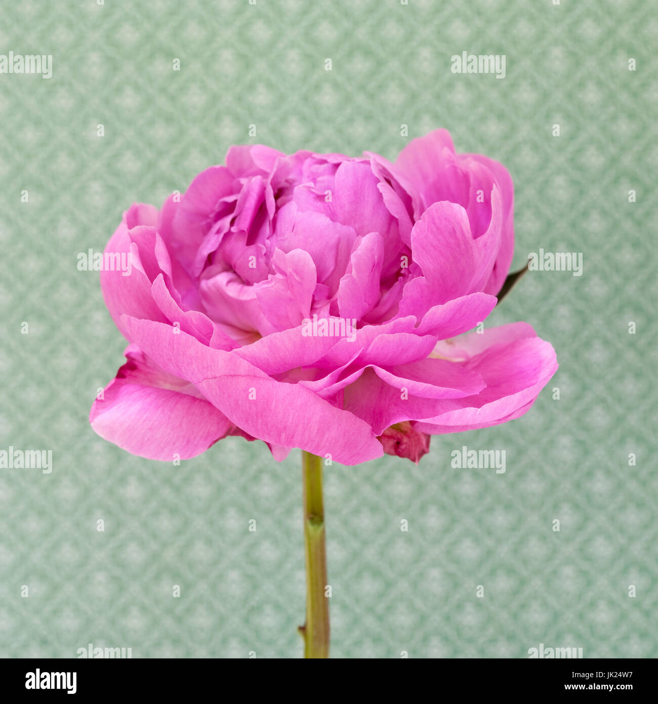 Un gros plan d'une étude de la pivoine rose - le docteur Alexander Fleming. Banque D'Images