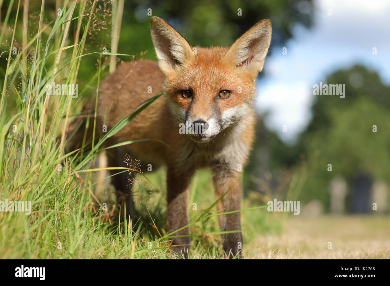 Fox cub rencontre proche Banque D'Images
