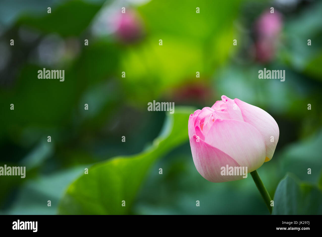 Fleur de Lotus avec des feuilles en arrière-plan Banque D'Images