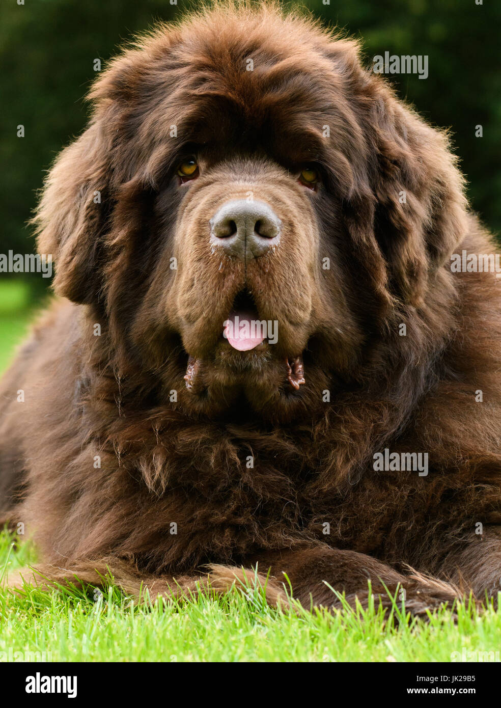 Portrait de chien Terre-neuve pris tout droit dans le jardin sur pelouse. Banque D'Images