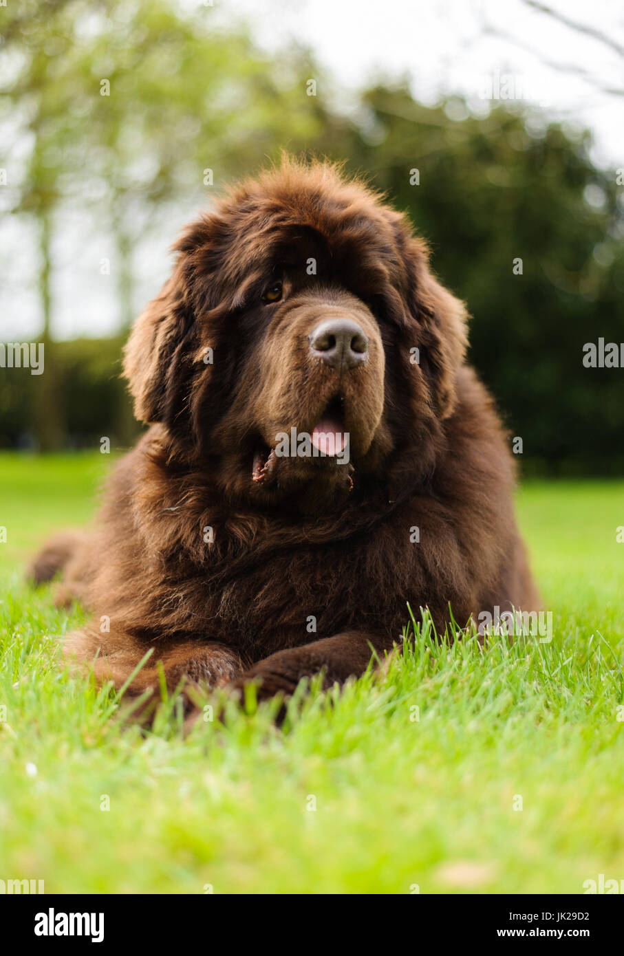 Terre-neuve chien détendu sur pelouse. Banque D'Images