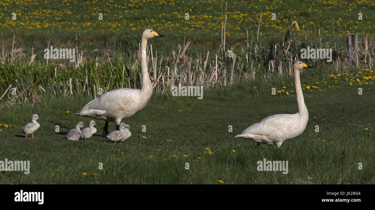 Whooper Swans, à associer avec des bébés. Famille des cygnes, paire de cygnes, marche Banque D'Images