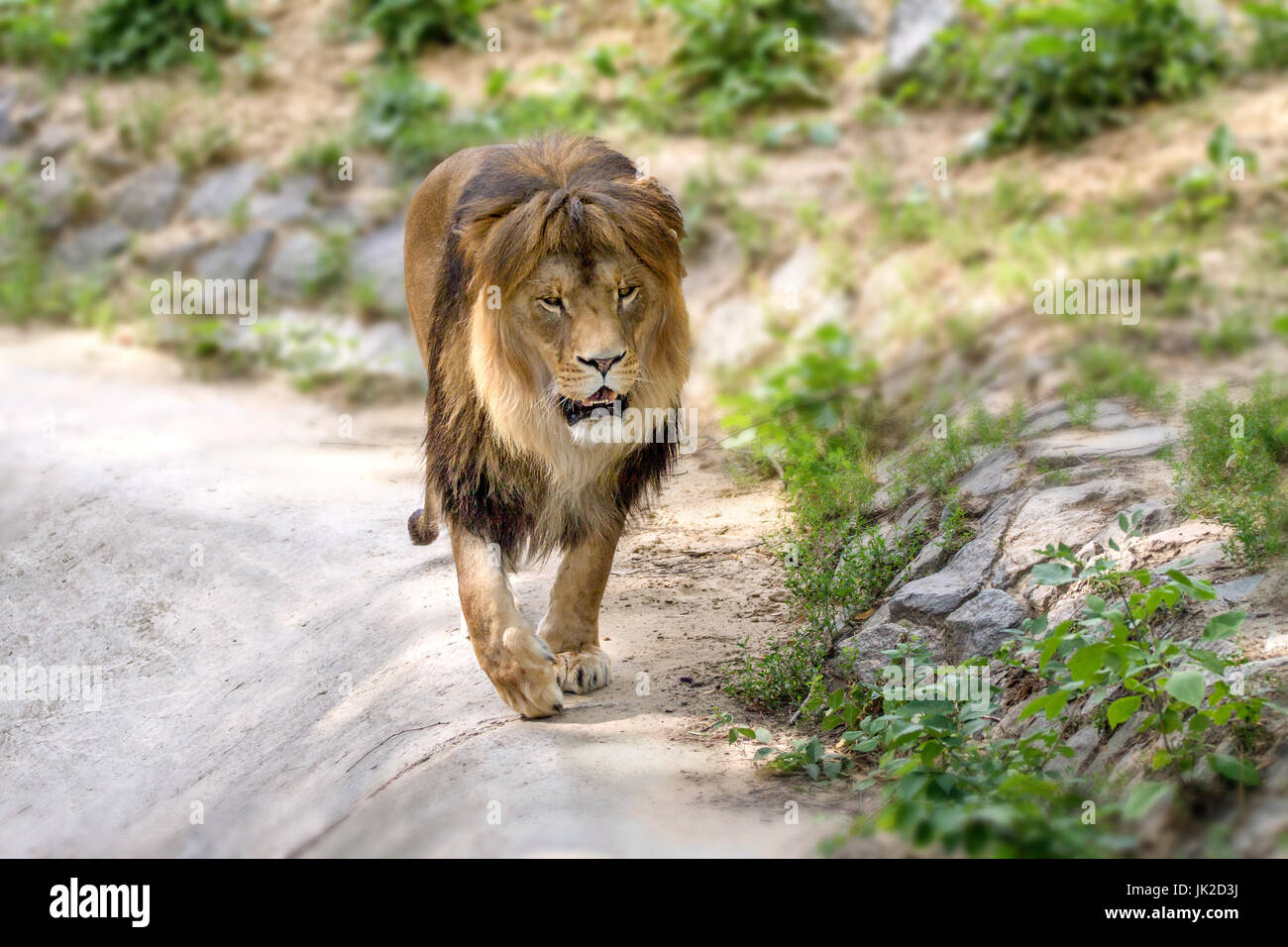 Droit animal lion adultes promenades dans le zoo Banque D'Images