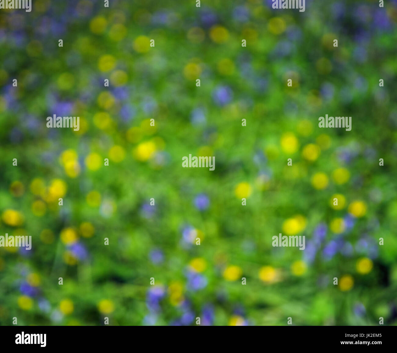 Image abstraite de jaune et bleu de fleurs de printemps et le feuillage complètement hors de l'accent Banque D'Images