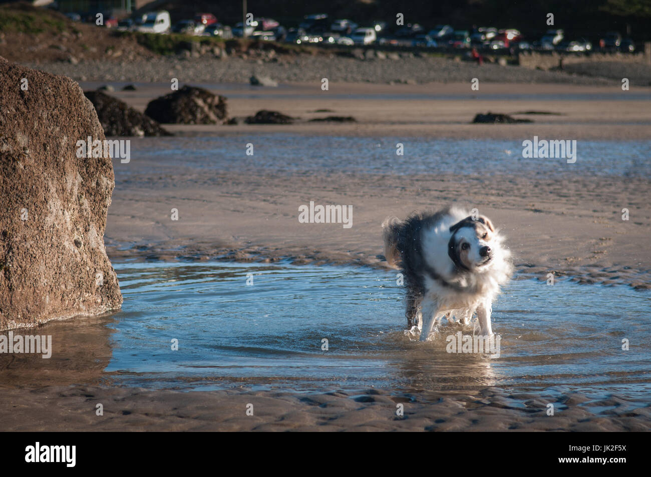 Chien border collie bleu merle se secoue sec après avoir du plaisir dans une piscine sur la plage Banque D'Images