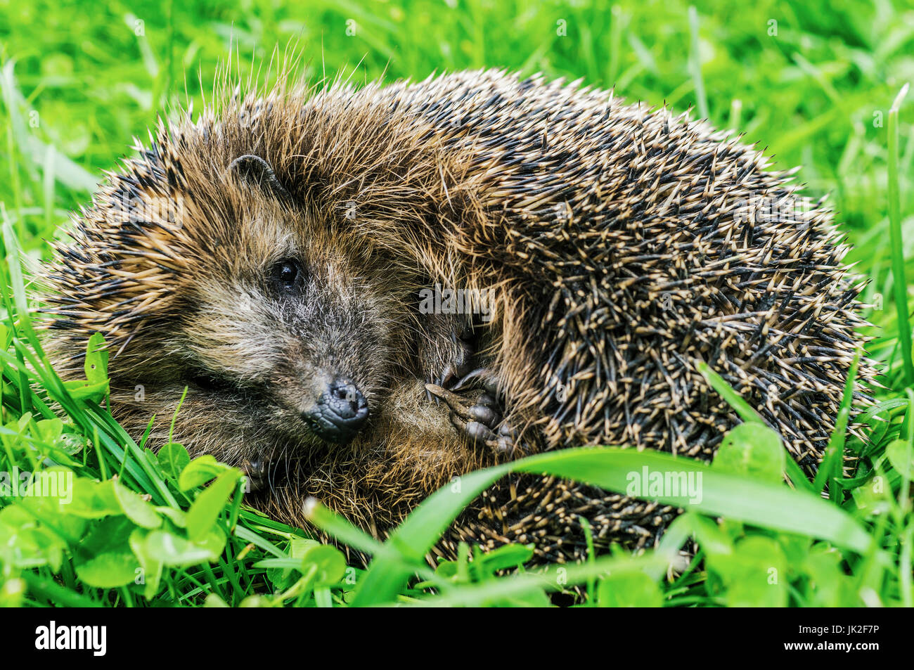 Les jeunes hedgehog dans l'herbe. Banque D'Images