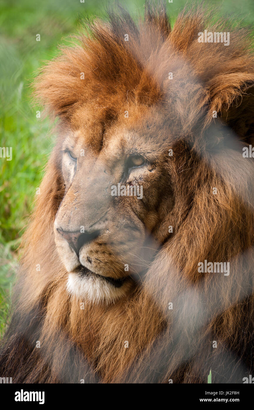 African lion mâle en captivité a regardée dans la distance Banque D'Images