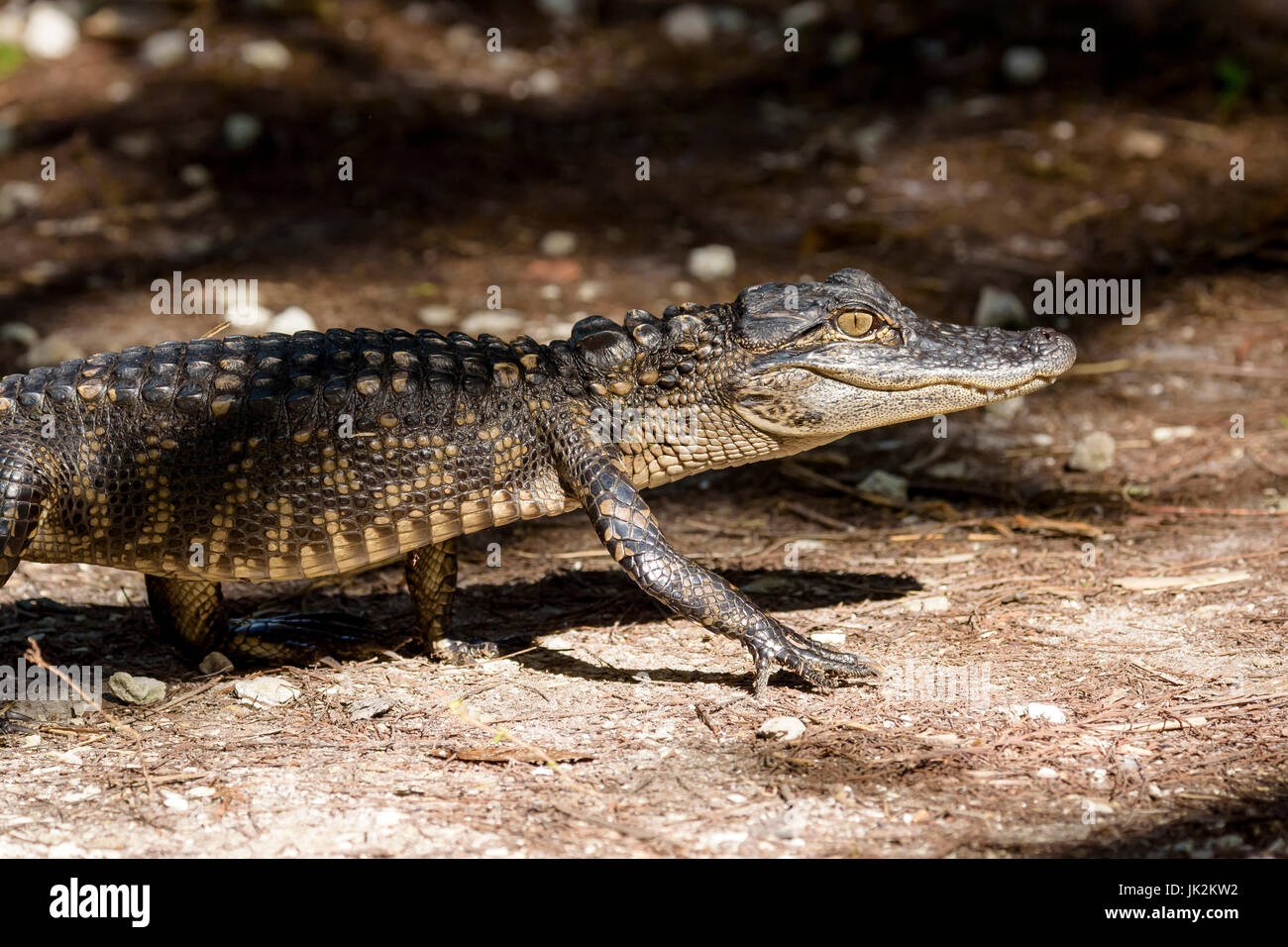 Alligator Alligator mississippiensis) (larves, Big Cypress Bend, Fakahatchee Strand, Florida, USA Banque D'Images