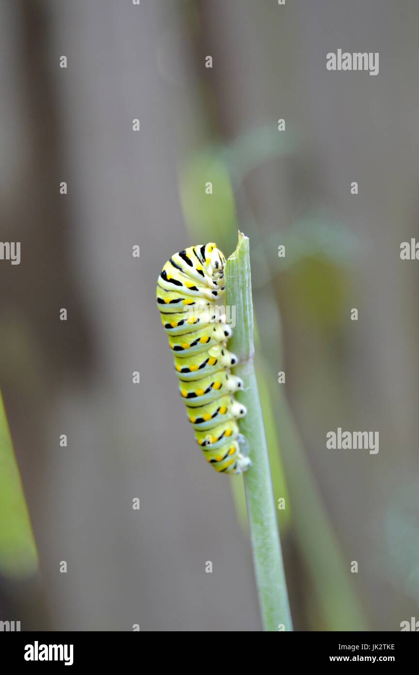 Dans l'usine Caterpillar de l'aneth sur jardin fleuri. Insecte dans le jardin. Chenille du monarque. Banque D'Images