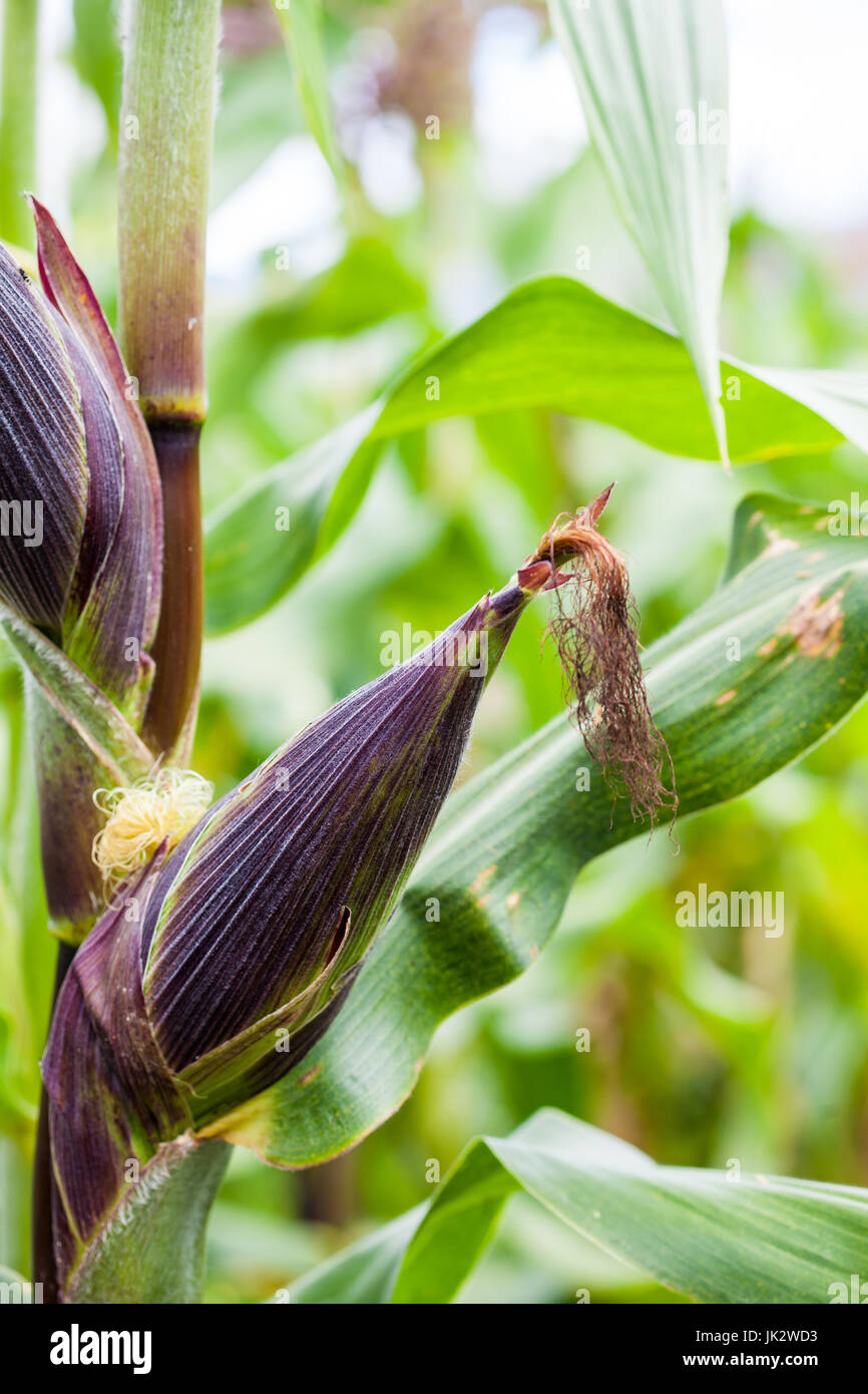 Épis de maïs (Zea mays) à la culture de maïs biologique domaine Banque D'Images