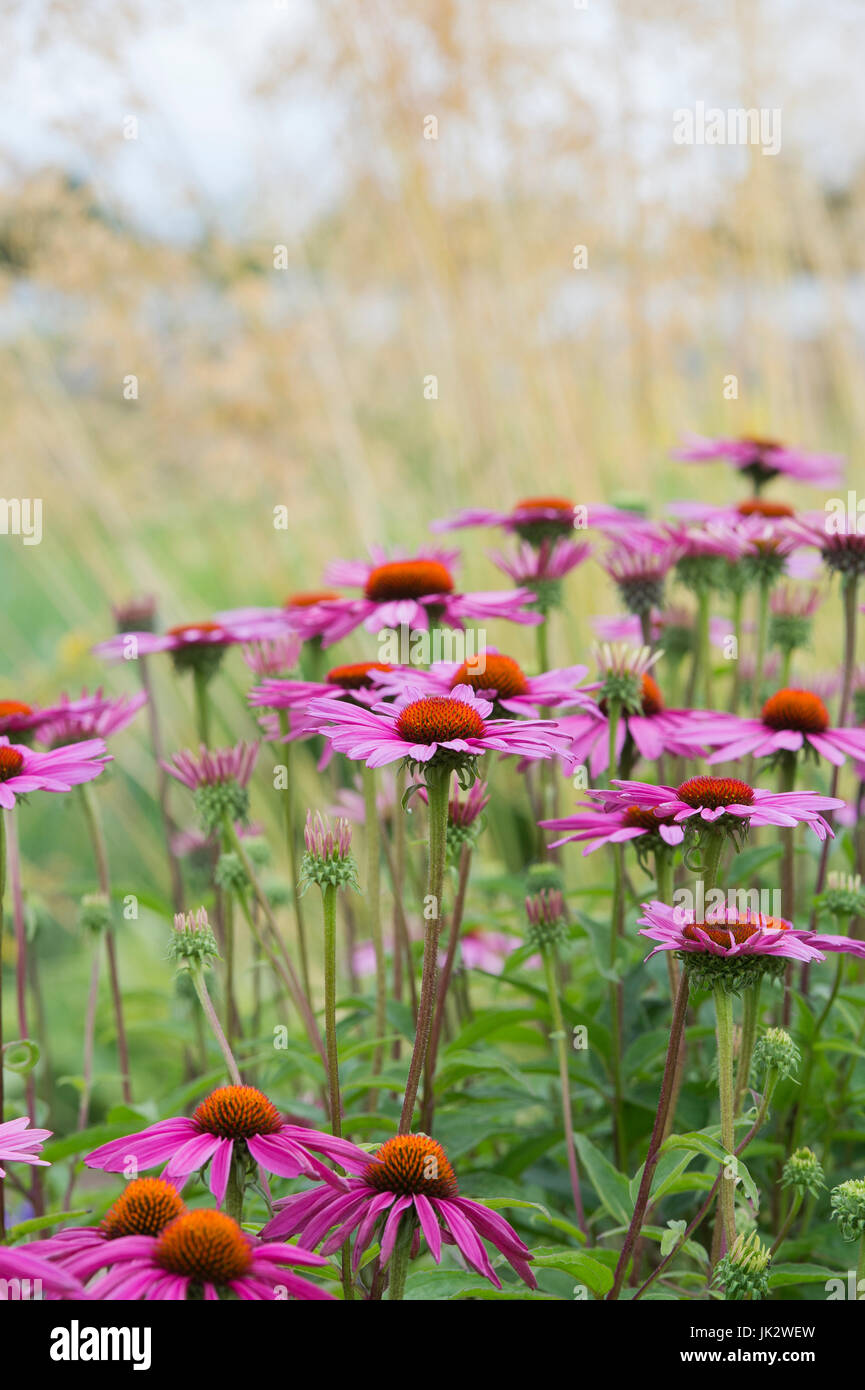 Echinacea purpurea 'Ruby giant'. Dans un jardin anglais Coneflowers frontière. UK Banque D'Images