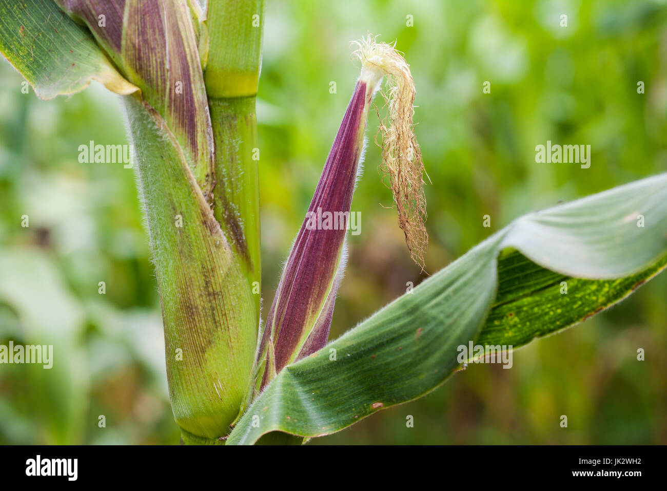 Épis de maïs (Zea mays) à la culture de maïs biologique domaine Banque D'Images