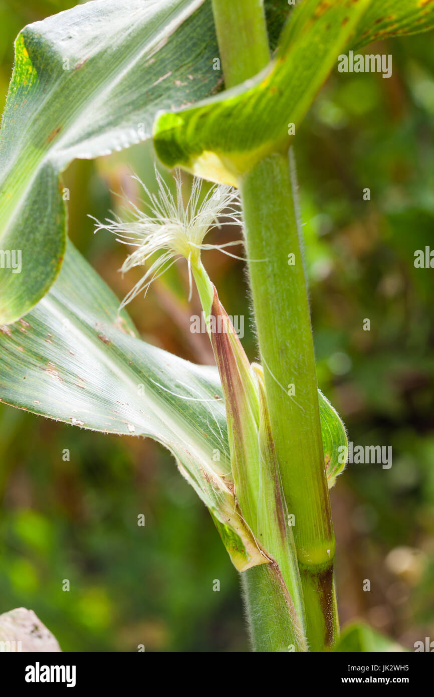 Épis de maïs (Zea mays) à la culture de maïs biologique domaine Banque D'Images