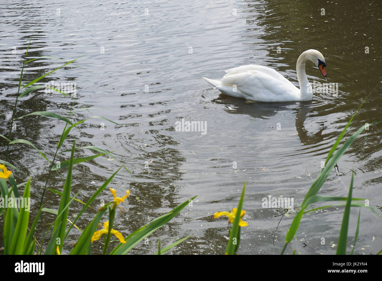 Swan piscine sur un lac dans le Lincolnshire, à côté de l'iris d'eau Banque D'Images