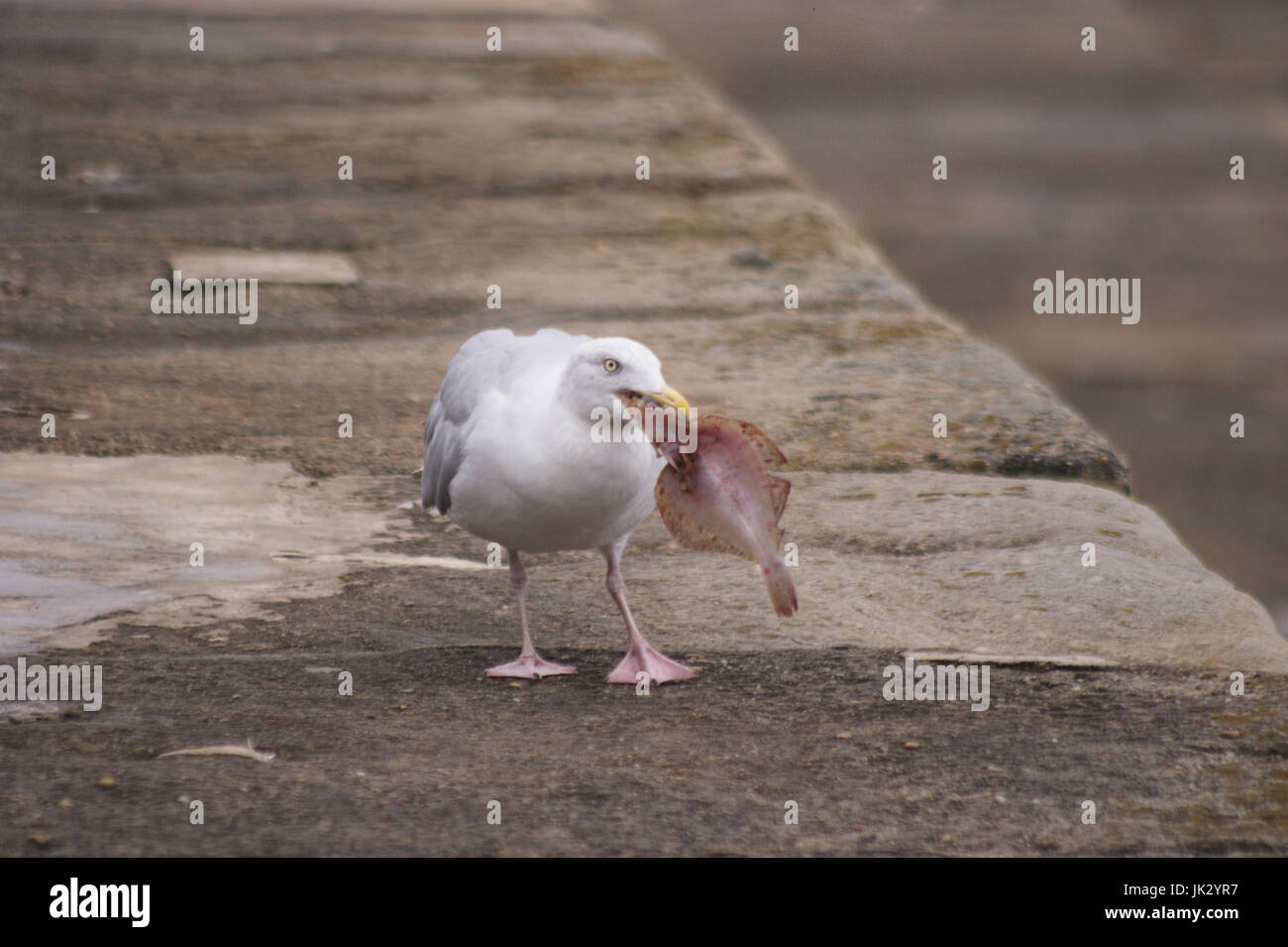 Mouette sur la digue de manger un poisson pris récemment sur la Pointe à Hartlepool Banque D'Images