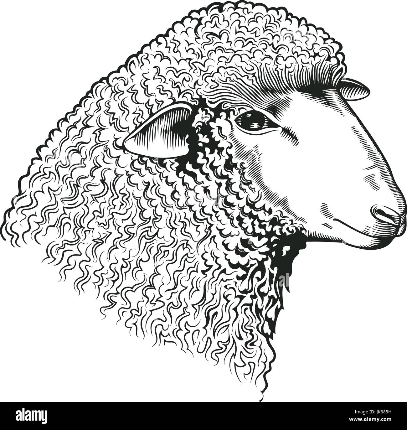 Têtes de moutons dessiné dans le style de gravure. Des animaux ruminants d'isolé sur fond blanc. Vector illustration de l'identité du marché agricole, boucherie et produits en laine, logo, bannière publicitaire. Illustration de Vecteur