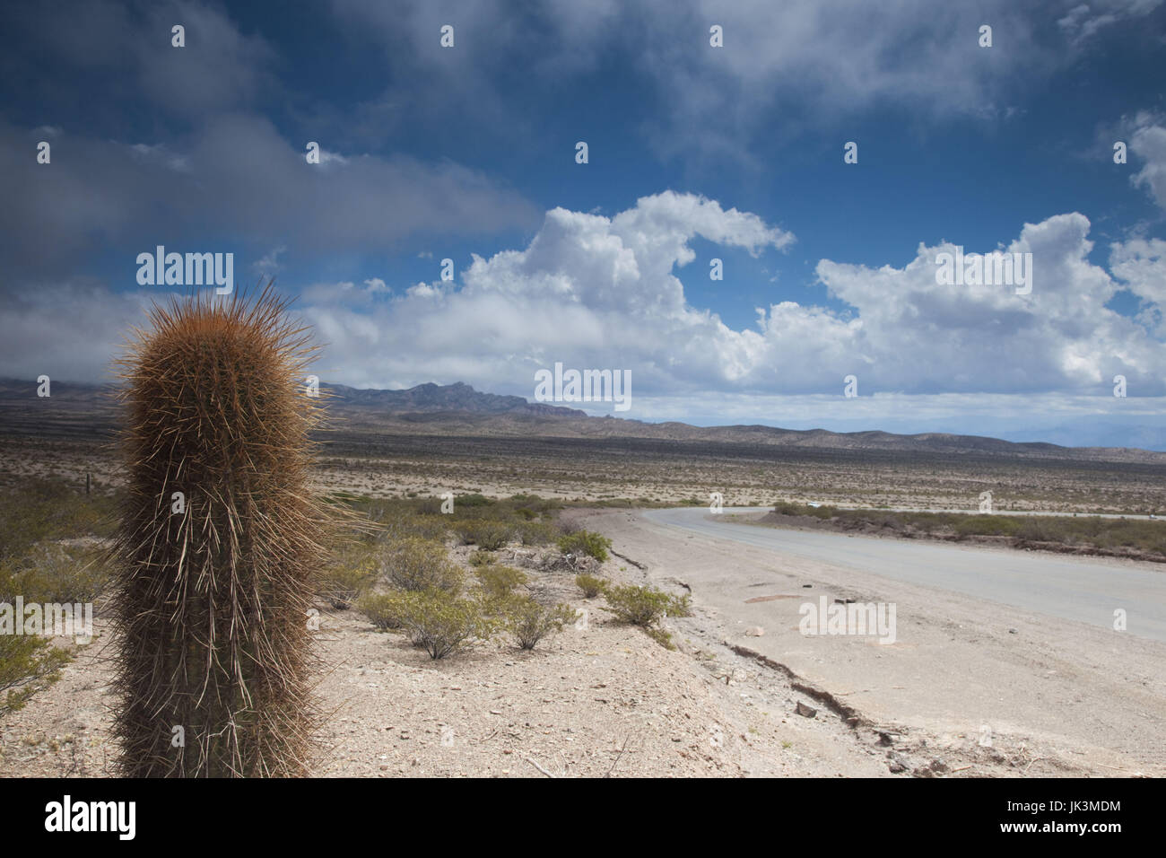 L'Argentine, la province de Salta, Payogasta, Parque Nacional de Los Cardones, RP 33, Cactus candélabres, Euphorbia trigona, Route de Cachi Banque D'Images