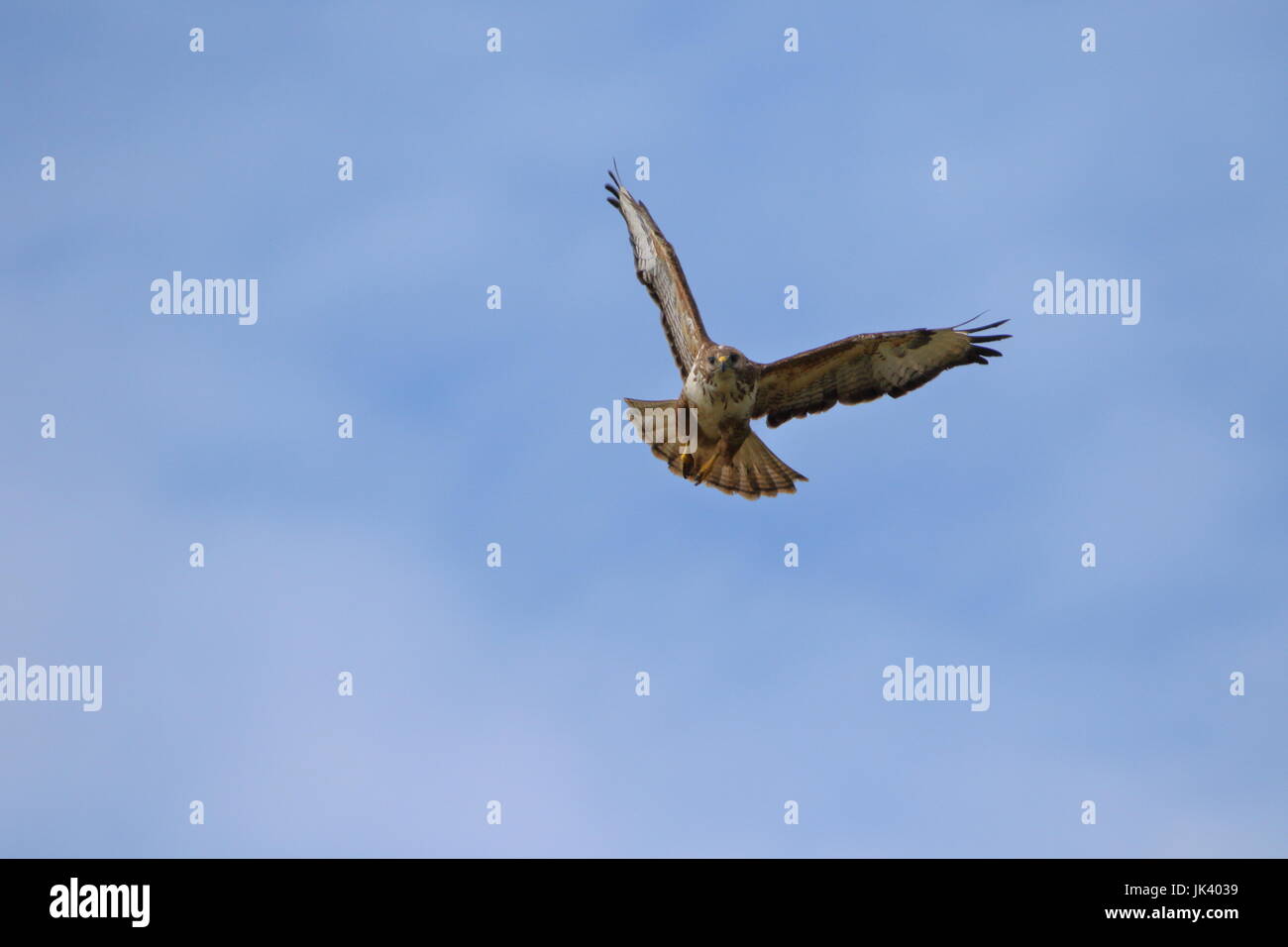 Buzzard, Buteo buteo, en vol près de Goldsithny à Cornwall UK Banque D'Images