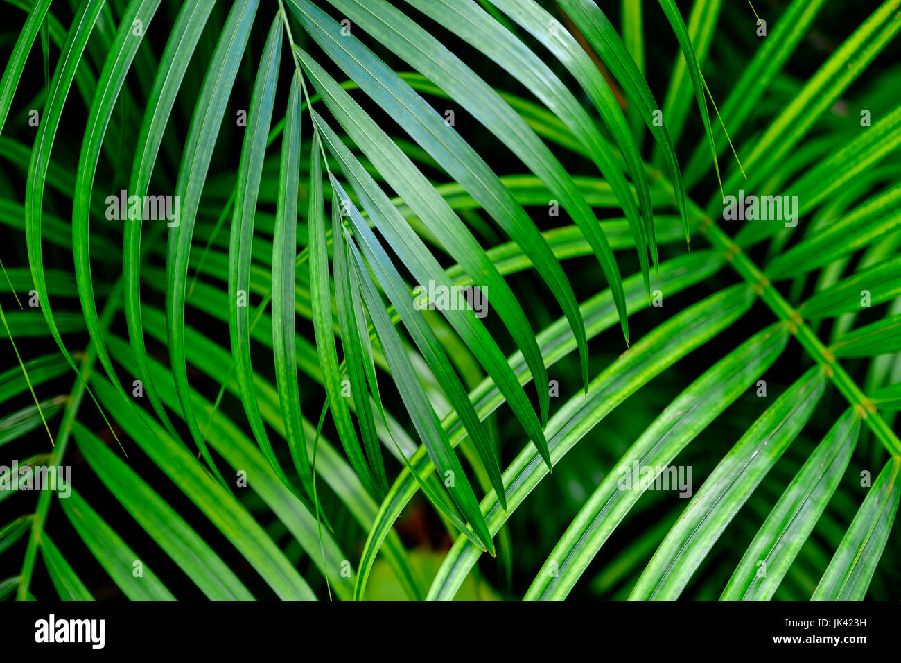 Close up de feuilles de palmier Banque D'Images