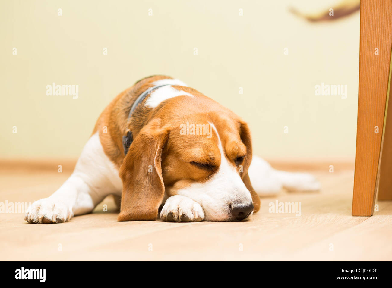 Chien De Race Beagle à Lâge De 2 Ans La Femelle Dort Sur