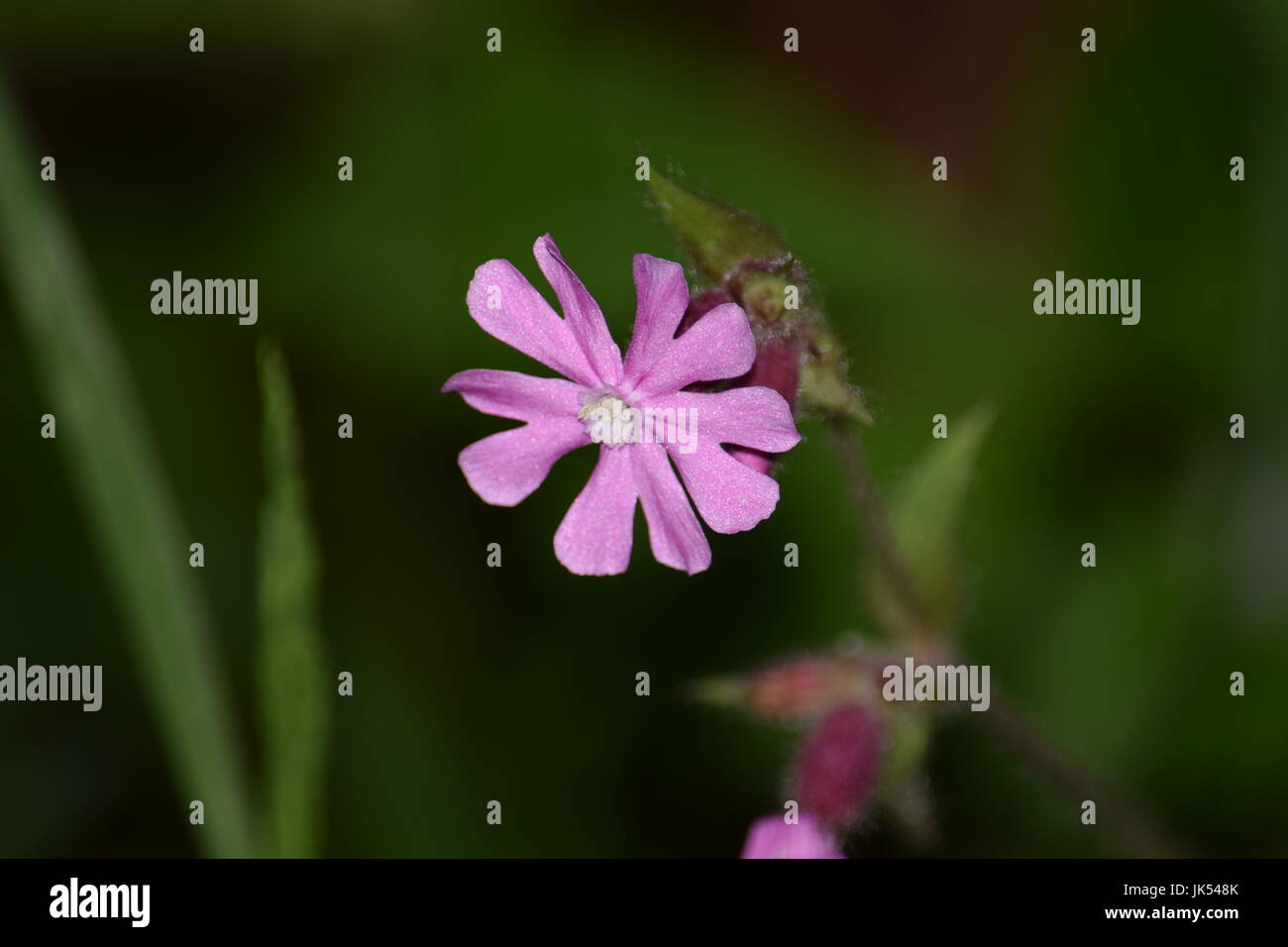 Red campion, Silene dioica, fleurs Banque D'Images