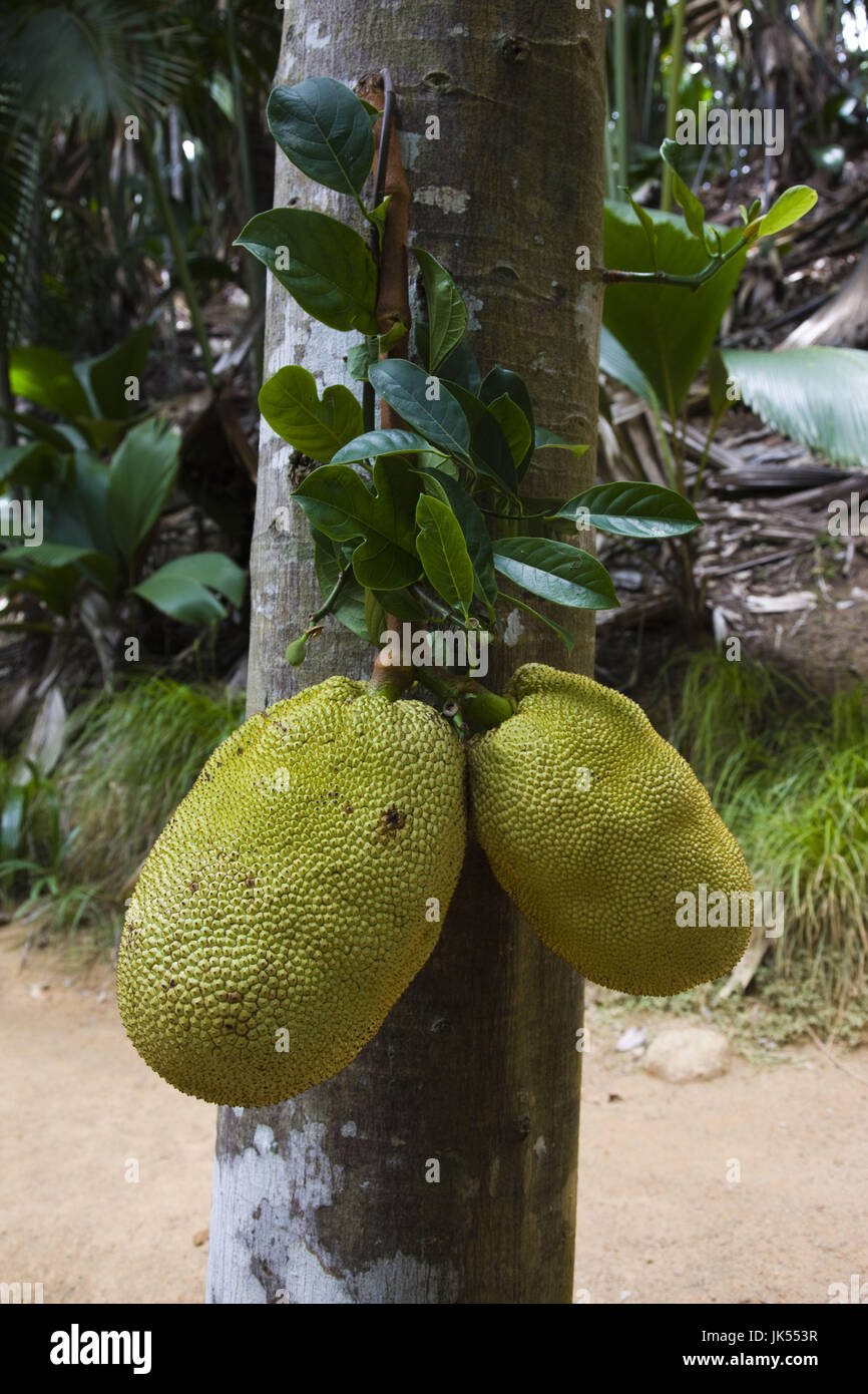 Seychelles, Praslin Island, Parc National de la Vallée de Mai, Jaque, artocarpus heterophyllus Banque D'Images