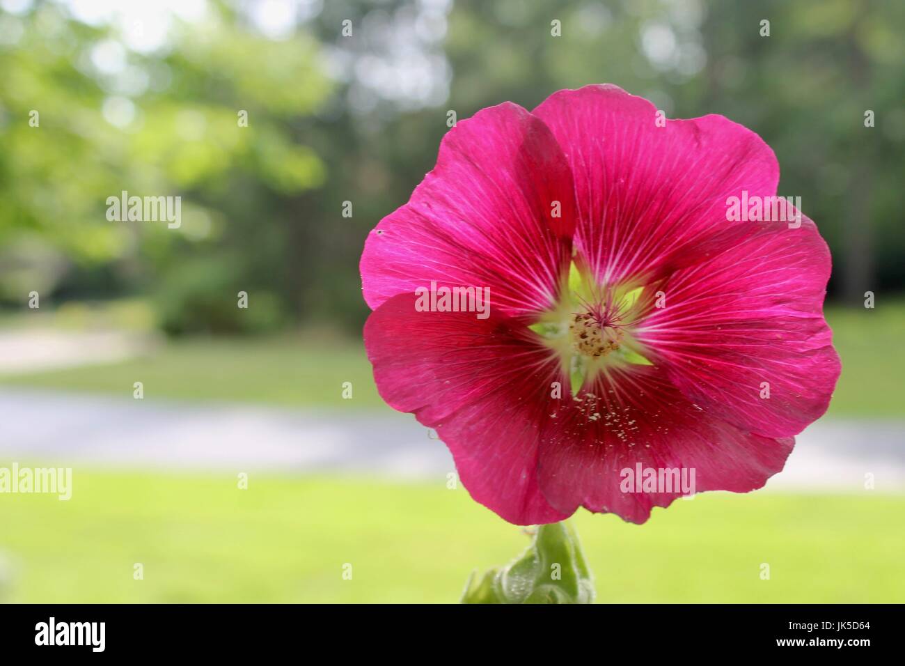 Chaud Rose Bloom Banque D'Images