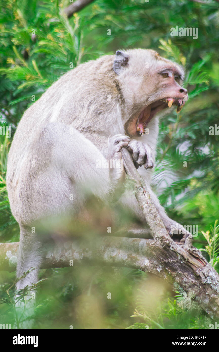 La faune de l'Indonésie - MONKEY Banque D'Images