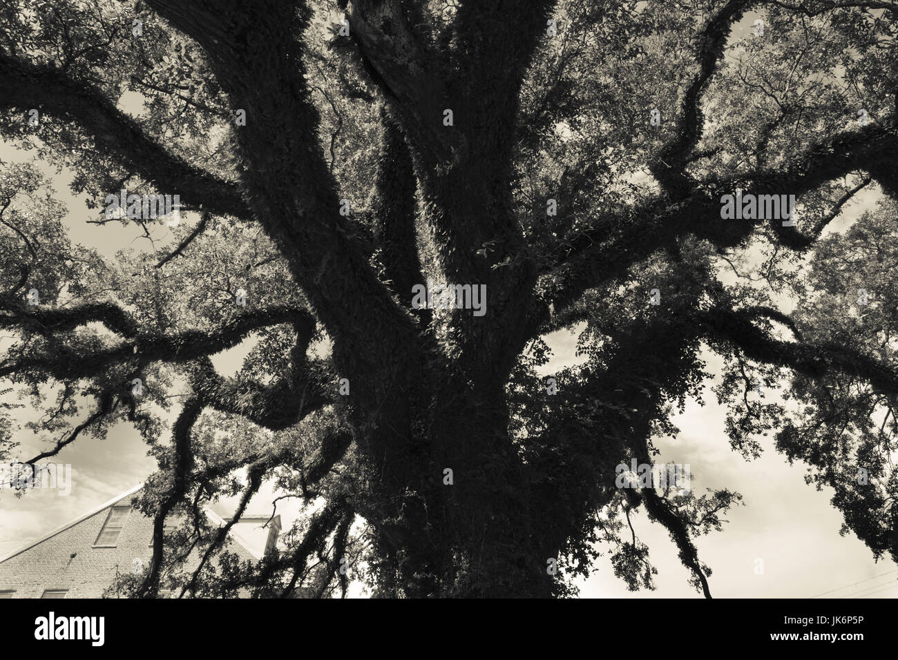 USA, Louisiane, pays Cajun, la rue Martinville, Evangeline Oak tree, rendu célèbre par le poème épique de 1847 par Henry Wadsworth Longfellow sur l'Cajun-Acadian Français-re-colonisation par les Britanniques, grande perturbation Banque D'Images
