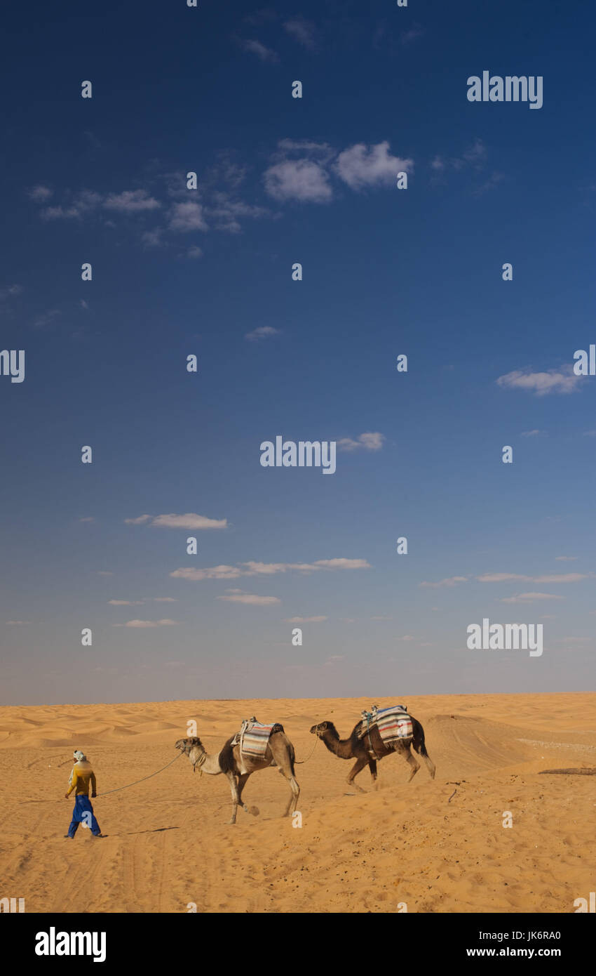 La Tunisie, Ksour, Ksar Ghilane, Grand Erg Oriental Désert, caravane de chameaux Banque D'Images